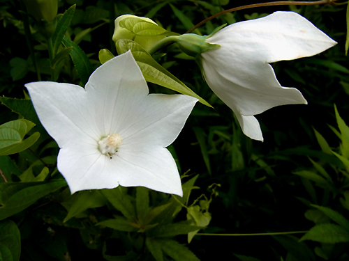 白花のキキョウ