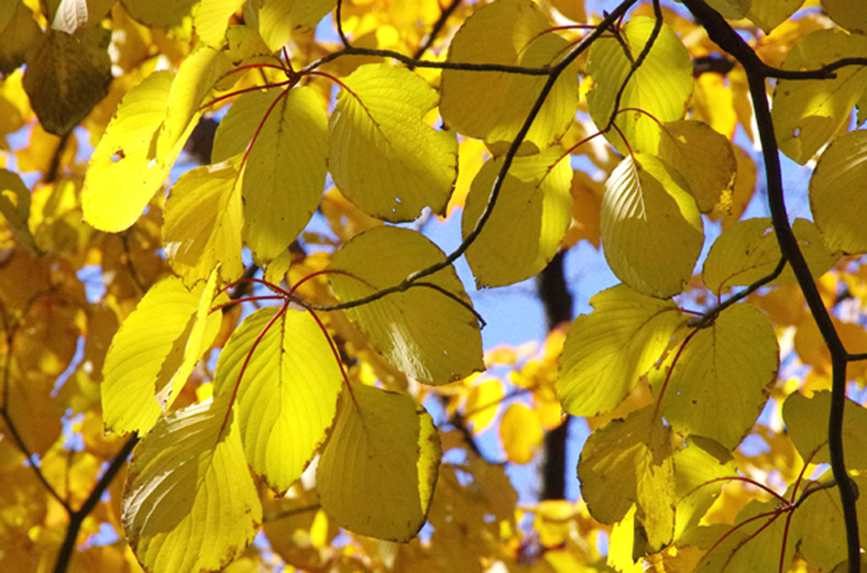 黄金色に輝くミズキの葉