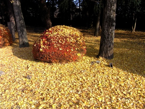 敷き詰められた黄葉の絨毯
