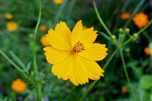 キバナコスモス　黄色い花の品種