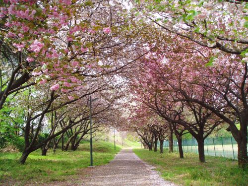 岸田ロードの桜の並木