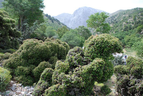 クレタ島の植物(3)
