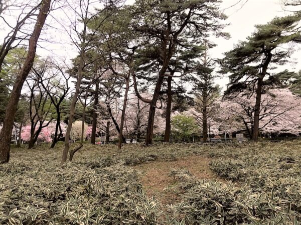 作業後は大学通りの桜もよく見通せます