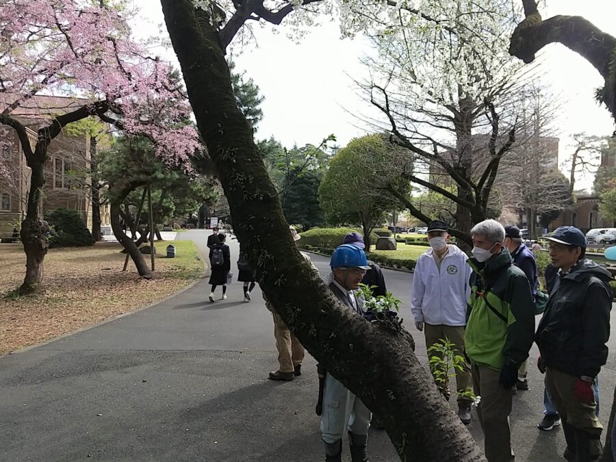 実習前のオオシマ桜の説明