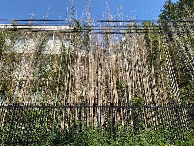 道路側から見た大量に枯れた竹