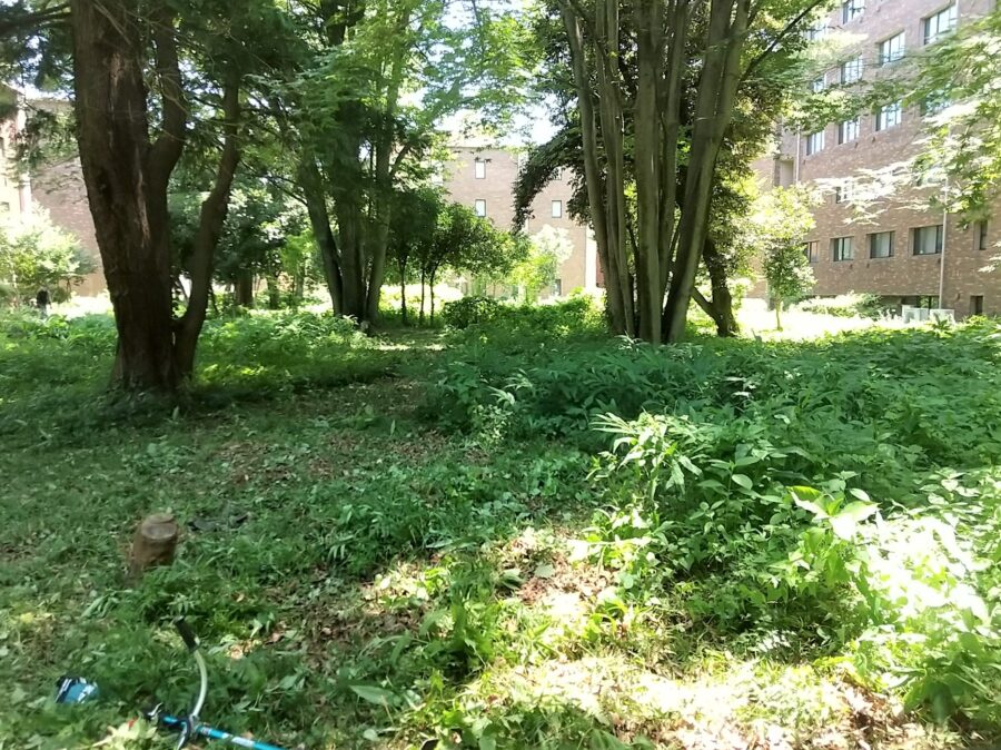 第２研究館北西側ではミョウガを残しながら草刈