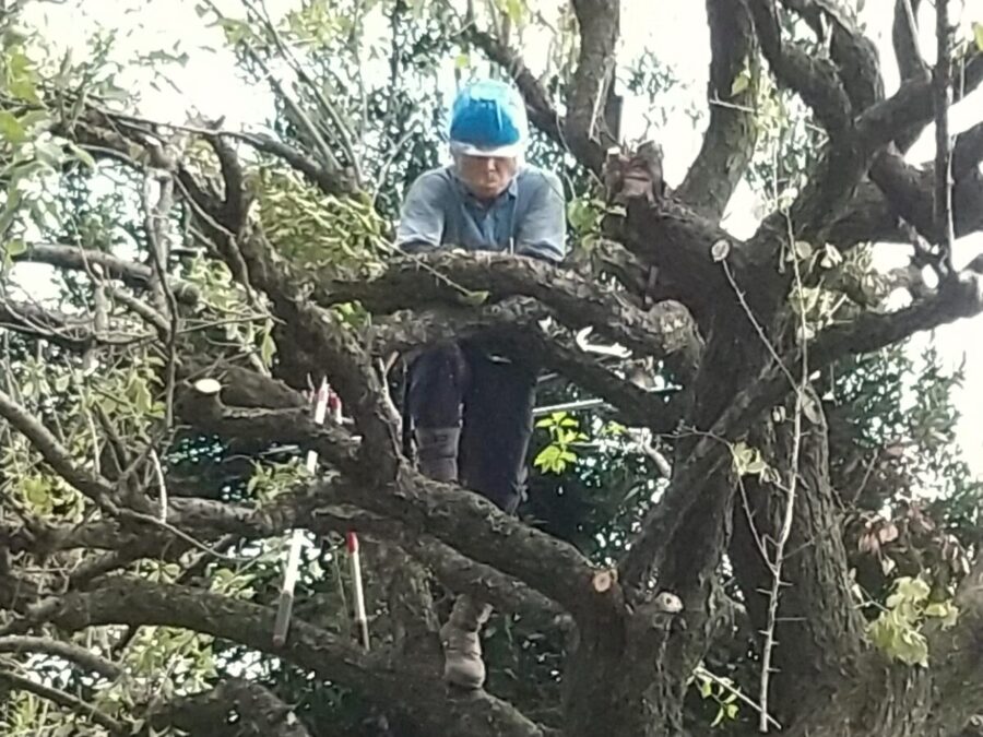 ウメの木の樹上での剪定作業