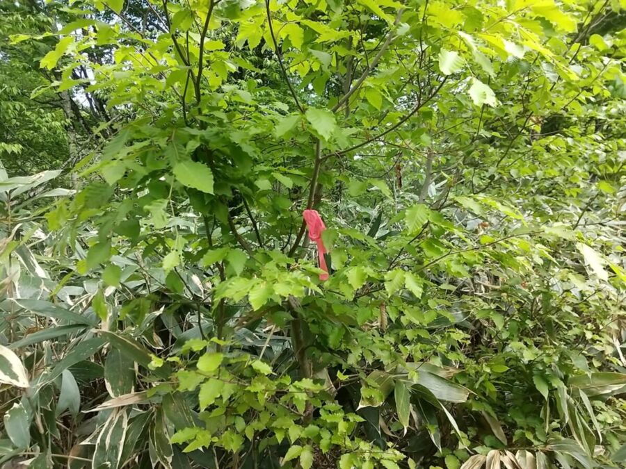 植林されたブナ（赤い目印付き）