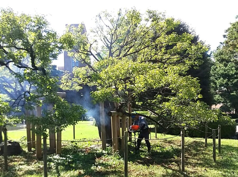 中央庭園ウメの木周辺でのオーガーによる掘削作業