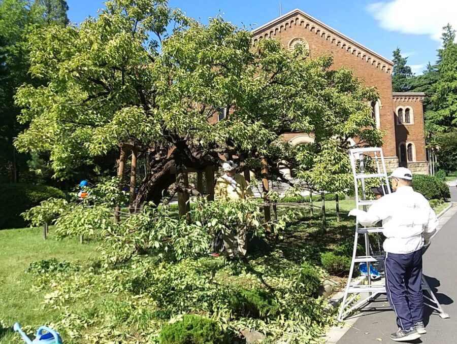 中央庭園のウメの木の剪定作業