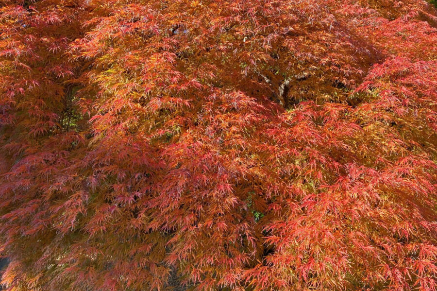 カエデの紅葉・図書館時計台棟前福田徳三先生銅像傍らで