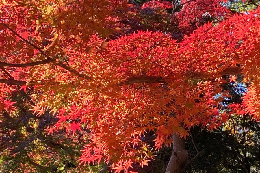 カエデの紅葉・東キャンパスで