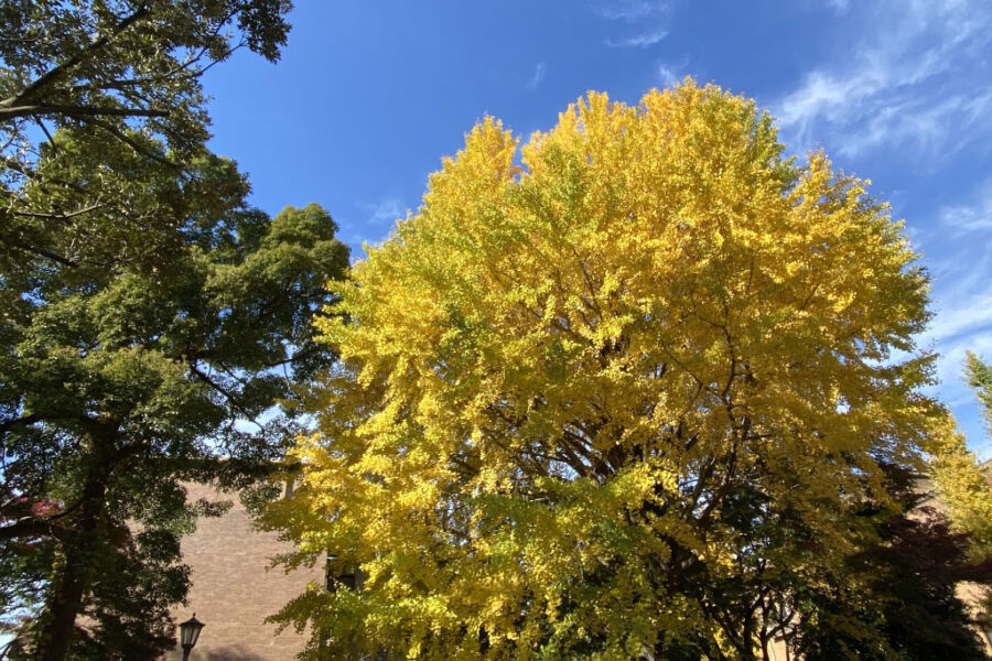 黄葉するイチョウ・保健センター前で