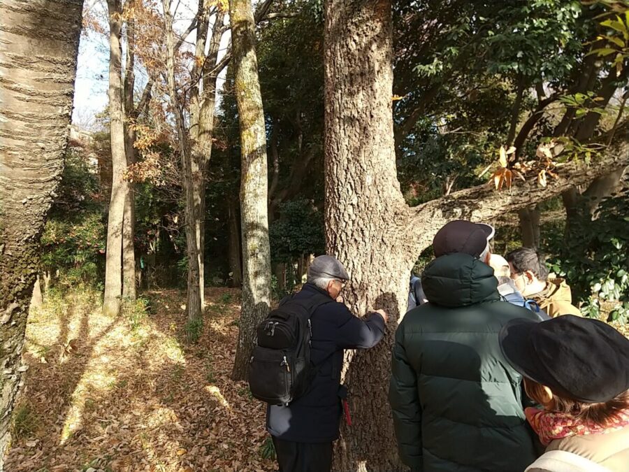 野川公園で福嶋先生からクヌギの幹の形状の説明をいただく