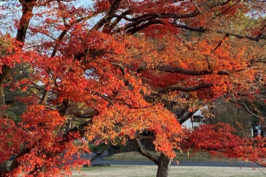 野川公園の素晴らしいイロハモミジの紅葉