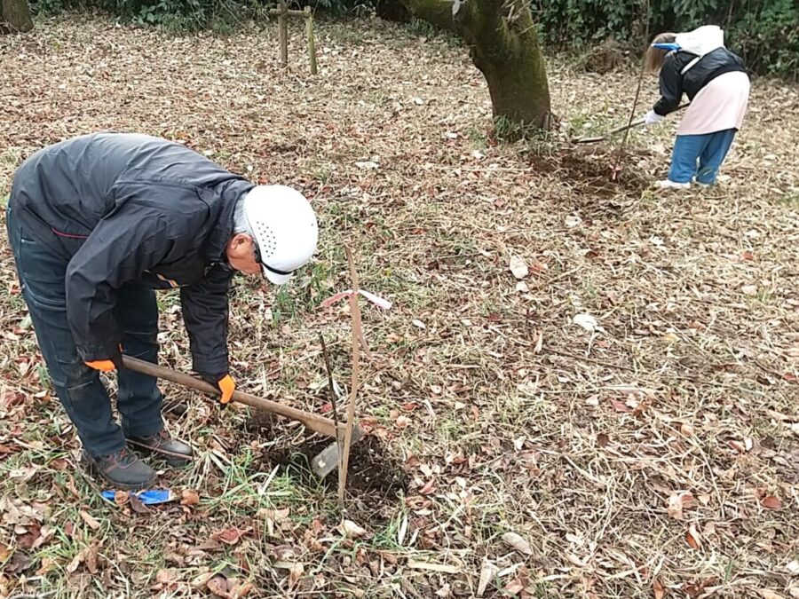 岸田ロード南側での自然薯掘り