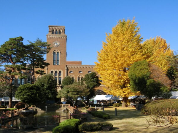 図書館時計台棟を背景にした黄葉したイチョウとアカマツなどの常緑樹とのコントラストが印象的です