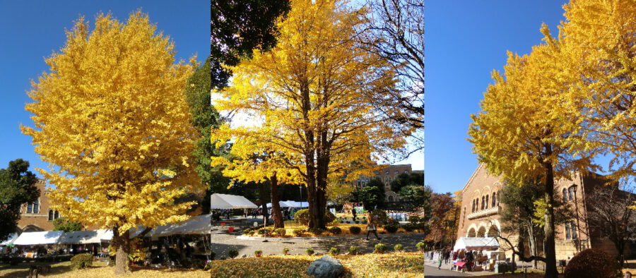 ①中央庭園付近のイチョウの組み合わせ写真