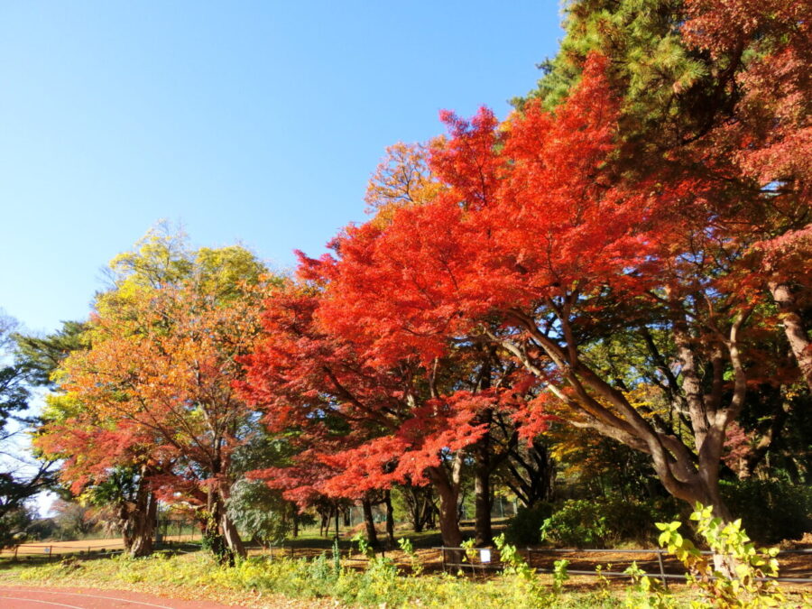 ④陸上競技場北側の紅葉