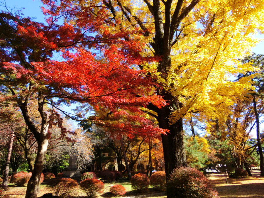 ⑤兼松講堂西側のイチョウと紅葉